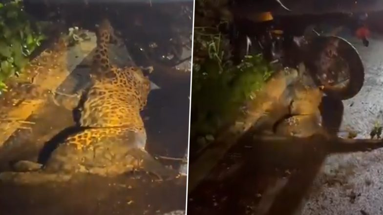 Leopard Injured, Biker Fractures His Leg After Collision on Ramanagara-Magadi Road in Karnataka, Video Surfaces