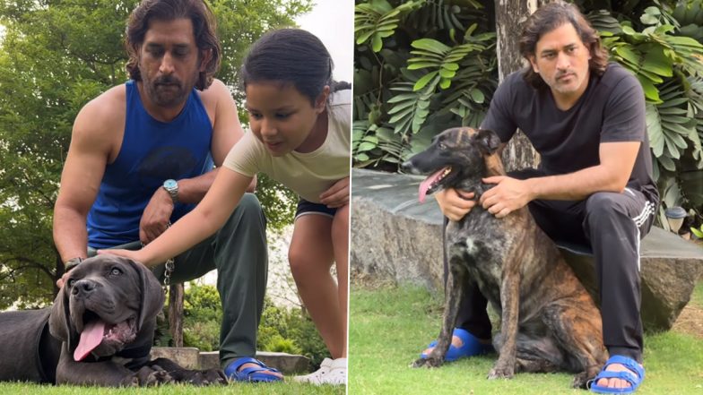 MS Dhoni and Daughter Ziva Enjoy Quality Time With Pet Dogs At His Home in Ranchi, Video Goes Viral