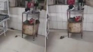 &lsquo;Record, Record Here They Are&rsquo;: Nurses Complain As Rats Wreak Havoc at Kamla Raja Hospital in Gwalior, Viral Video Shows Patients Terrorised by Rat Menace