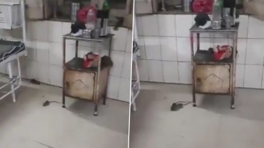 ‘Record, Record Here They Are’: Nurses Complain As Rats Wreak Havoc at Kamla Raja Hospital in Gwalior, Viral Video Shows Patients Terrorised by Rat Menace