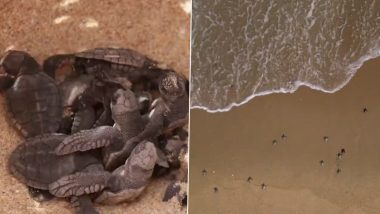 Olive Ridley Turtles Released Into the Ocean in Tamil Nadu During the Turtle Nesting Season Marking a Successful Conservation Achievement (Watch Video)