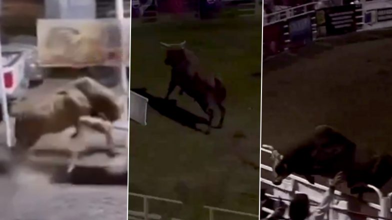 Oregon Rodeo Bull Escapes Arena Video: Watch Viral Clip of ‘Party Bus’ Running Into the Crowd, Tossing and Injuring a Woman in Red