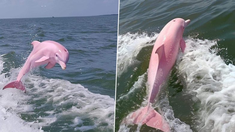 Pink Dolphin in North Carolina Photos Fake or Real? Internet Divided As Few Raise Suspicion Over Word 'Cola' Written on 'AI Generated' Dolphin Pics!