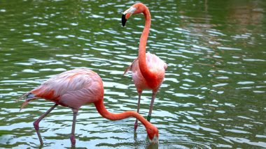 Pink Flamingo Day 2024 Date in the United States: Know Significance and Celebrations Related to Showcasing Plastic Pink Flamingos as Garden Decors