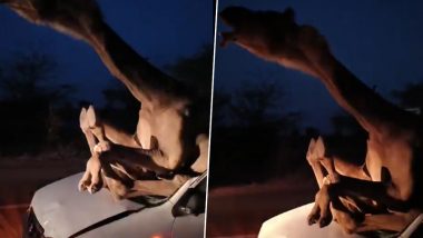 Rajasthan: Camel Gets Stuck Inside Car After Four-Wheeler Collides With Animal in Hanumangarh, Viral Video Surfaces