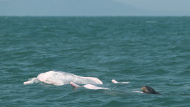 Pink Humpback Dolphins in Cambodia Have Rare Baby Irrawaddy Dolphin for Company, View Pics As They Swim Together (Check FB Post)