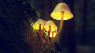 Glowing Mushrooms in Kerala Discovered: What Is Filoboletus manipularis? Know About the Rare Type of Bioluminescent Mushroom Found in Kerala's Forests