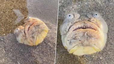 New Fear Unlocked! Scary-Looking Stargazer Fish Gives Man a Fright at Singapore Beach (Watch Video)