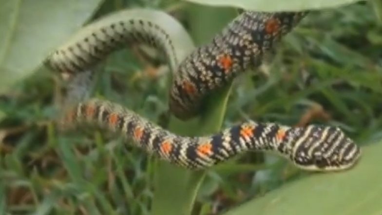 'Takshak Nag' Spotted in Bihar: 'Takshak' Snake Known for Flying Safely Rescued by Forest Department From Residential House in Tanki Bazaar (Watch Video)