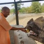 Uttar Pradesh CM Yogi Adityanath Visits Gorakhpur Zoo, Feeds Rhinos ‘Har’ and ‘Gauri’; Viral Videos Surface