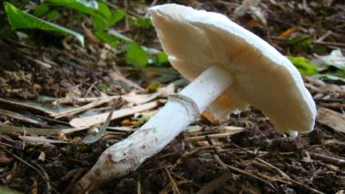 Meghalaya: Three Children of Family Die After Consuming Wild Mushrooms, Nine Ill