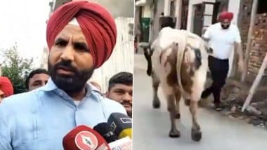 Punjab Congress Chief Amarinder Singh Raja Warring Narrowly Escapes Bull Attack in Jalandhar (Watch Video)