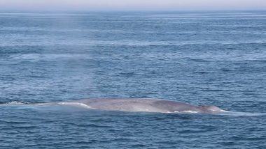 Whale Rescue in Sydney: Extensive Efforts Underway to Free Juvenile Humpback Entangled in Harbour Nets