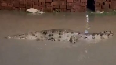 Crocodile in Vadodara: Multiple Crocodiles Spotted in Gujarat City After Heavy Rains (Watch Videos)