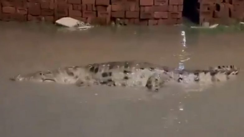 Crocodile in Vadodara: Multiple Crocodiles Spotted in Gujarat City After Heavy Rains (Watch Videos)