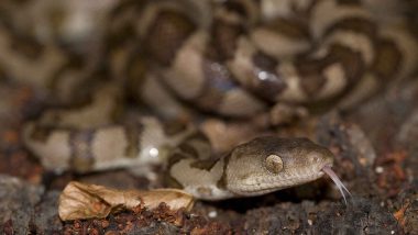 Rainbow Boa Snake 'Ronaldo' Gives Birth to 14 Snakes! Reptile Thought to be Male Delivers Snakelets in England's Portsmouth in Rare Virgin Birth; What Does Parthenogenesis in Snakes Mean?