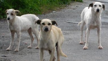 Delhi: 2 Stray Dogs Allegedly Electrocuted to Death in Palam Mangalpuri Phase 1