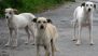 Gujarat Shocker: Newborn Girl Found Dead on Campus of Nursing College in Mehsana After Students Spot Stray Dogs Dragging Bundle, Police Launches Probe