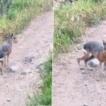 Exotic Patagonian Mara Seen Frolicking in Colorado Mountains, Rescue Operation On (See Pic and Video)