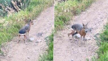 Exotic Patagonian Mara Seen Frolicking in Colorado Mountains, Rescue Operation On (See Pic and Video)