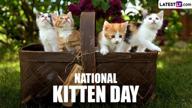 National Kitten Day 2024: Funny Baby Cat Videos, Cute Pictures, Adorable GIFs and Images for a Purr-Fect Celebration