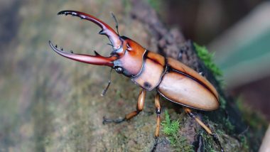 Cost of a Stag Beetle Trends! As World's Most Expensive Insect 'Stag Beetles' Go Viral, Know Everything From Price, Uses to Habitat and Lifespan