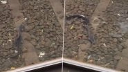 Catfish on Mumbai Local Railway Tracks: Multiple Fish Seen Swimming in Flooded Track Amid IMD&rsquo;s Moderate Rain Forecast (Watch Video)