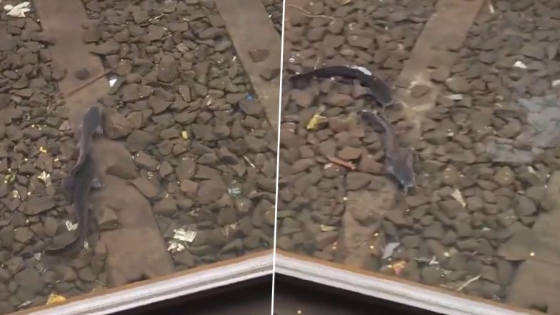 Catfish on Mumbai Local Railway Tracks: Multiple Fish Seen Swimming in Flooded Track Amid IMD’s Moderate Rain Forecast (Watch Video)