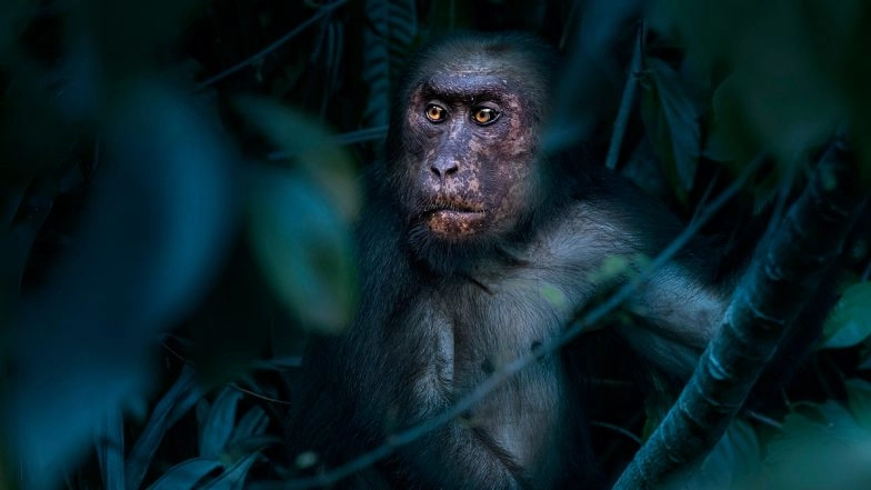 Mona Bruja Wreaks Havoc in Central America: Supernatural or Myth of Local Lore? Here&rsquo;s What You Should Know About the &lsquo;Monkey Witch&rsquo; That Stirred Curiosity Among the Locals of Nicaragua