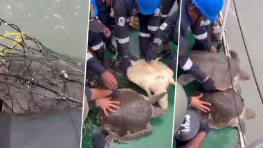 Indian Coast Guard Ship Kamla Devi Rescues 2 Olive Ridley Turtles off West Bengal Coast (Watch Video)