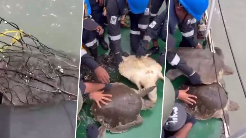 Indian Coast Guard Ship Kamla Devi Rescues 2 Olive Ridley Turtles off West Bengal Coast (Watch Video)