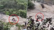 Lonavala Waterfall Tragedy: Search Continues for Two Children Missing After Being Swept Away by Gushing Water Near Bhushi Dam (Disturbing Video)