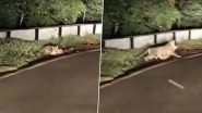 Leopard Spotted in Andhra Pradesh: Viral Video Shows Big Cat Hunting Dog Near Srisailam Temple Toll Gate