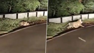 Leopard Spotted in Andhra Pradesh: Viral Video Shows Big Cat Hunting Dog Near Srisailam Temple Toll Gate