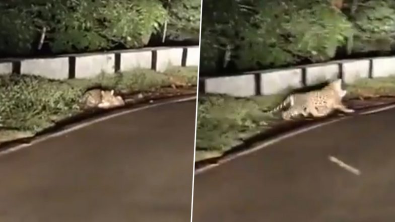 Leopard Spotted in Andhra Pradesh: Viral Video Shows Big Cat Hunting Dog Near Srisailam Temple Toll Gate