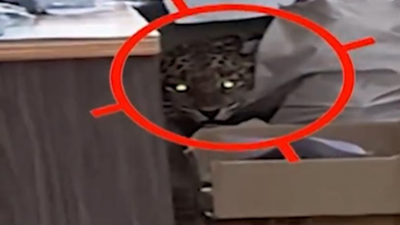 Leopard Enters Mahavitaran Office in Pune’s Rajgurunagar, Leaves Employees in Panic (Watch Video)