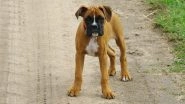 &lsquo;Dognapping&rsquo; in Pune: Bike-Borne Thieves Snatch Boxer Breed Dog From Woman in Gujarwadi, Video Surfaces
