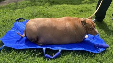 Dog Overfed to Death in New Zealand: Severely Obese Dog Nuggi Dies of Liver Haemorrhage, Owner Sent to Jail for Overfeeding Canine