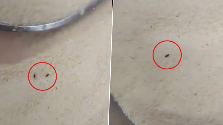 Rajasthan: Man Finds Live Insects Crawling in ‘Premium Quality’ Sooji Ordered Online From Grihasti Bhog in Jamshedpur (Watch Videos)