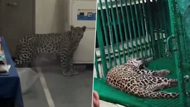 Leopard Spotted in Gujarat Video: Students on High Alert As Big Cat Wanders Into Bio-Energy Lab at Agriculture University in Junagadh