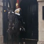 UK King’s Guard Horse Bites Tourist After She Stood Next to the Animal for a Photo Outside The Household Cavalry Museum in London, Watch Viral Video