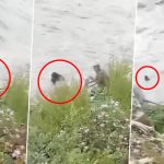 Uttarakhand: 25-Year-Old Woman Attempts Suicide by Jumping Into Kali River at Nepal-India Border in Pithoragarh; Disturbing Video Goes Viral