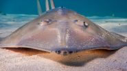 Charlotte, the Stingray Who Got Pregnant Without Male Companion Dies Due to Rare Reproductive Disease, US Aquarium Mourns the Death (Watch Video)