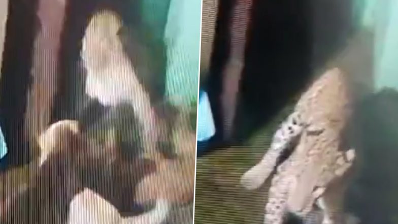 Uttarakhand: Leopard Sneaking Into Home Flees After Dogs Attack Big Cat in Nainital, Dramatic CCTV Video Surfaces