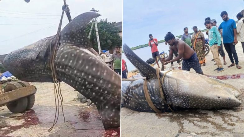 Huge Shark Caught in Andhra Pradesh: Fishermen Catch Giant Teku Fish, Weighing Approximately 1,500 kg, in Sea off State’s Coast (See Pics and Video)