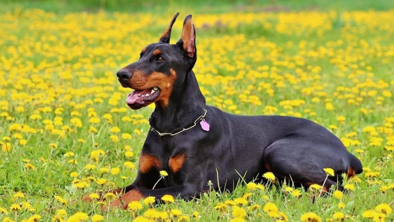 Woman, Who Became Pregnant After Multiple IVF Surgeries, Suffers Miscarriage After Unleased Dog Charges at Her 