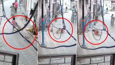 Monkey Menace in Mathura: Monkeys Attack 5-Year-Old Child in Uttar Pradesh, Shocking Video Surface