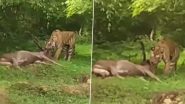 Tiger Hunt in Ranthambore: Viral Video Shows Spine-Chilling Moment the Big Cat Drags Deer Carcass After Fresh Hunt in Rajasthan’s National Park