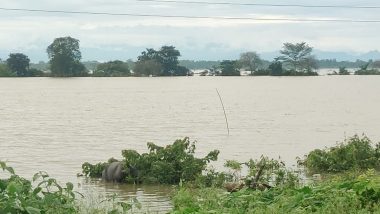 Assam Floods: 137 Wild Animals, Including 6 Rhinos Dead in Kaziranga National Park; Officials Rescue 99 Animals So Far (See Pics)