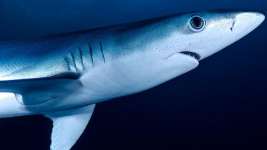 Jamaica Shark Attack: 16-Year-Old Boy Mauled by Shark While Swimming in Caribbean Waters, Body Recovered With Head and Arm Decapacitated